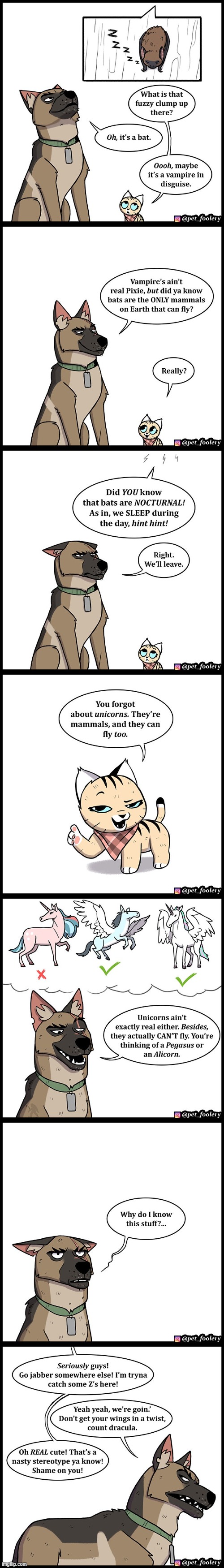 image tagged in dog,cat,bat,my little pony,vampire,count dracula | made w/ Imgflip meme maker