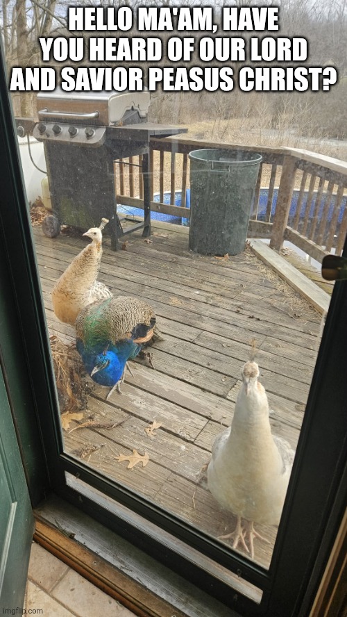 Peacocks | HELLO MA'AM, HAVE YOU HEARD OF OUR LORD AND SAVIOR PEASUS CHRIST? | image tagged in peacocks | made w/ Imgflip meme maker