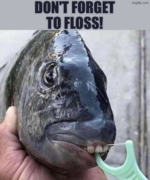Don't Forget To Floss | DON'T FORGET TO FLOSS! | image tagged in cursed images,flossing,fish,excuse me wtf,what a terrible day to have eyes,teeth | made w/ Imgflip meme maker