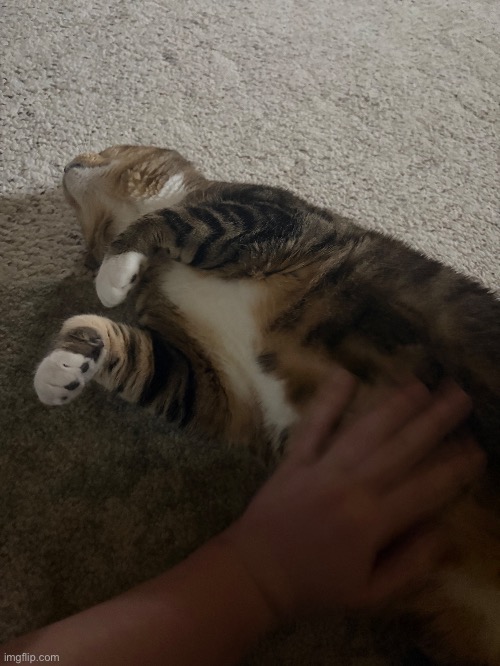 My aunts cat, one of the only cats who likes belly rubs | made w/ Imgflip meme maker