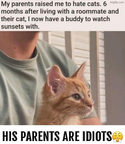 Idiots | HIS PARENTS ARE IDIOTS😤 | image tagged in cats,funny cats,idiots,scumbag parents,human stupidity,duhhh dumbass | made w/ Imgflip meme maker