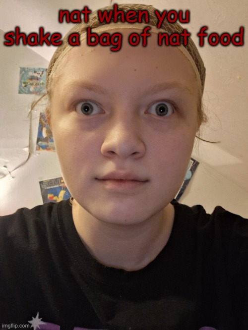 nat stare | nat when you shake a bag of nat food | image tagged in nat stare | made w/ Imgflip meme maker