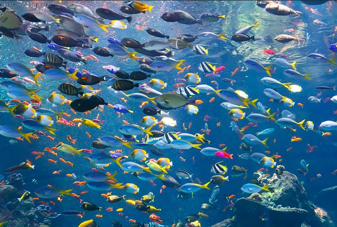 Fish in the Sea | image tagged in fish in the sea | made w/ Imgflip meme maker