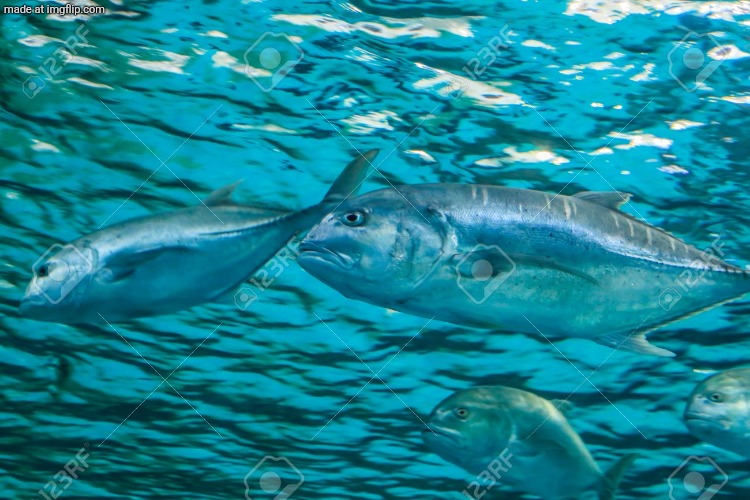 joy to the fishes in the deep blue sea | image tagged in joy to the fishes in the deep blue sea | made w/ Imgflip meme maker