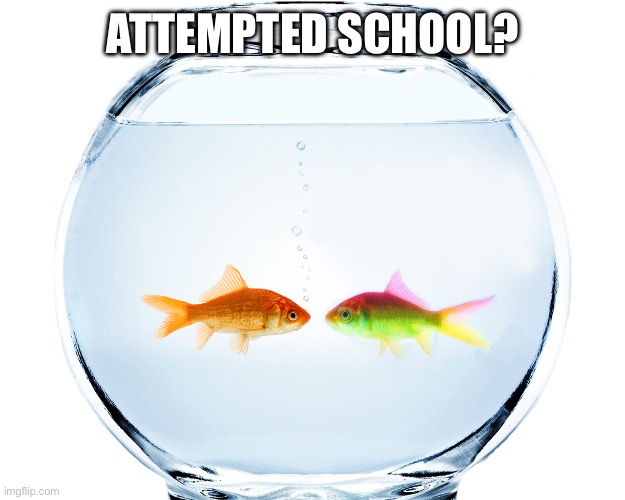 School | ATTEMPTED SCHOOL? | image tagged in fishbowl,school,fish | made w/ Imgflip meme maker
