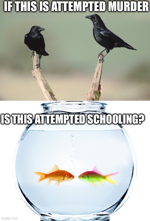 Attempts | IF THIS IS ATTEMPTED MURDER; IS THIS ATTEMPTED SCHOOLING? | image tagged in fishbowl,murder,school,crows,fish,bad pun | made w/ Imgflip meme maker
