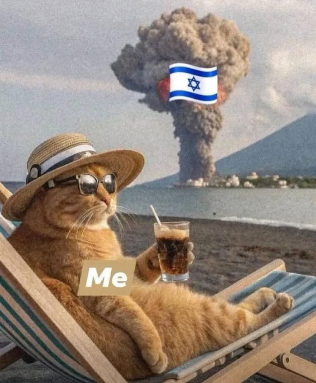 Beach cat chillin Blank Meme Template