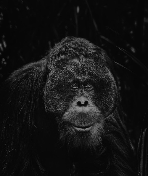 Can you hear him? | image tagged in i can stare at this for hours,he is a thinker | made w/ Imgflip meme maker