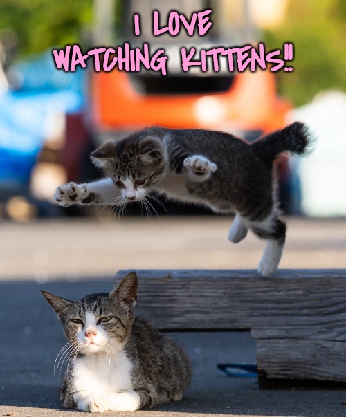 Have you ever volunteered to foster a litter of kittens? | I LOVE WATCHING KITTENS!! | image tagged in foster a litter of kittens | made w/ Imgflip meme maker