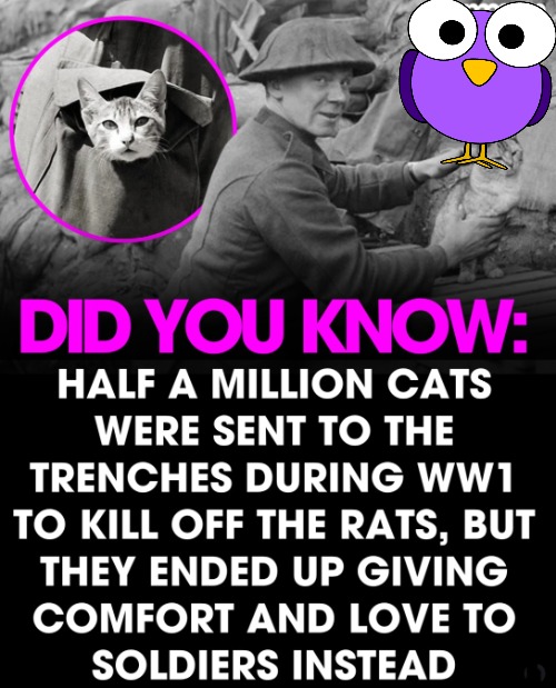 Making the best of a bad situation | image tagged in war is bad but cats are great | made w/ Imgflip meme maker