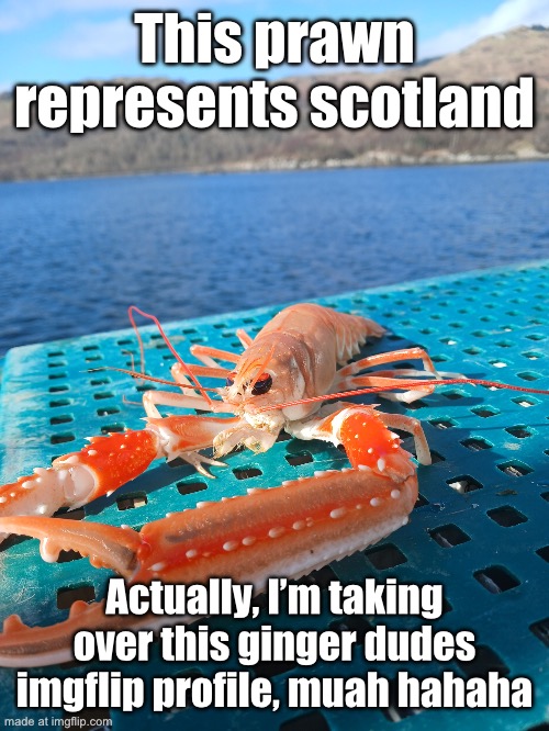 prawn | This prawn represents scotland; Actually, I’m taking over this ginger dudes imgflip profile, muah hahaha | image tagged in prawn | made w/ Imgflip meme maker