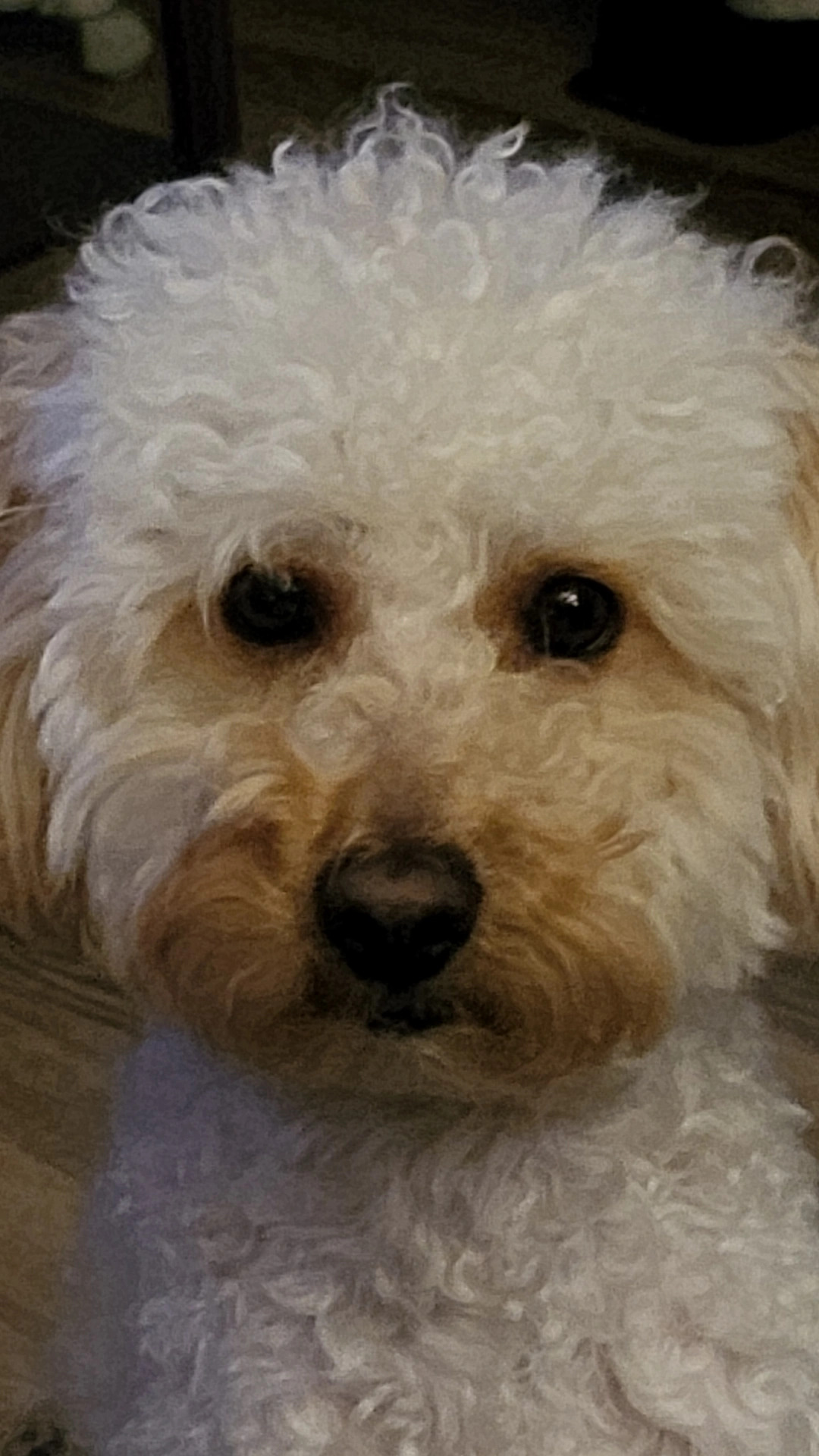 Spot Jameson the Golden Doodle Blank Meme Template