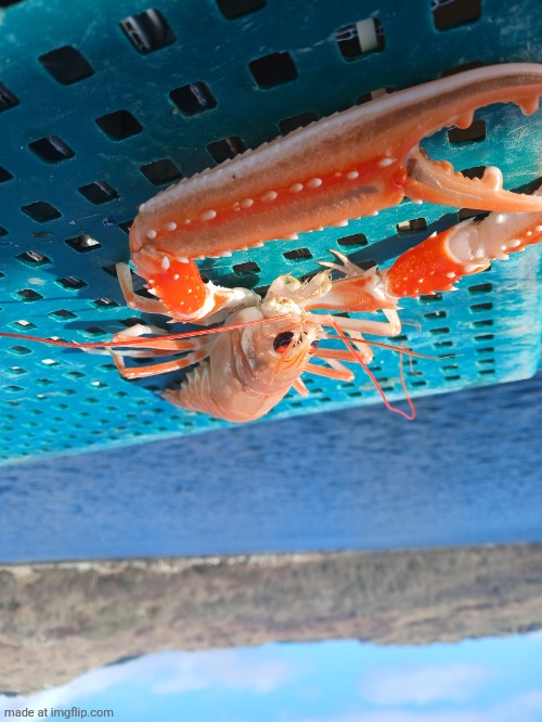 prawn | image tagged in prawn | made w/ Imgflip meme maker