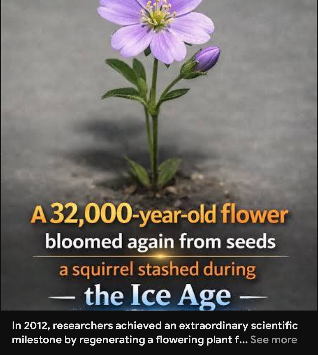 Ice age squirrel Blank Meme Template