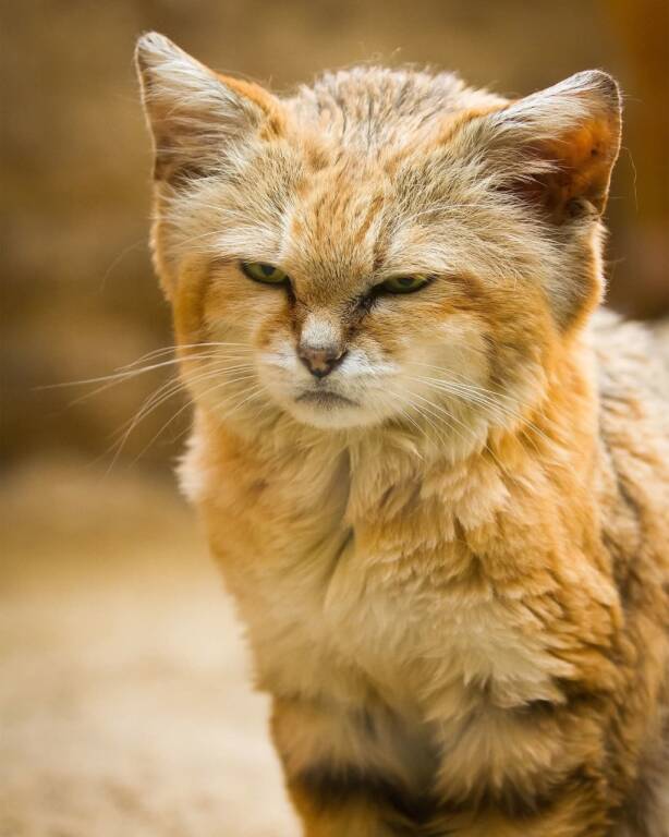 sand cat Blank Meme Template