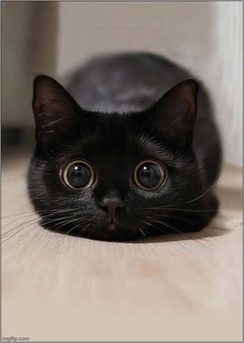 I'm Watching You ! | image tagged in cats,kitten,i'm watching you | made w/ Imgflip meme maker