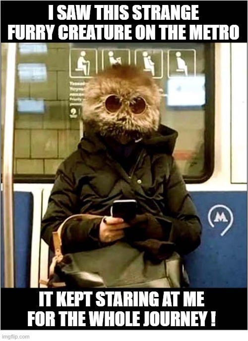 It Was Just An Odd Experience ? | I SAW THIS STRANGE FURRY CREATURE ON THE METRO; IT KEPT STARING AT ME
FOR THE WHOLE JOURNEY ! | image tagged in odd,furry,metro,staring | made w/ Imgflip meme maker