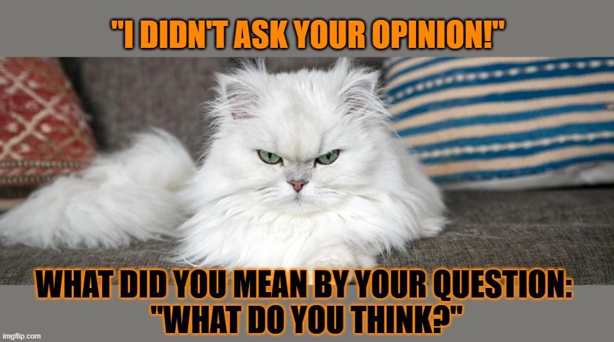 This #lolcat wonders why ho-mens ask questions but don't want the answers | "I DIDN'T ASK YOUR OPINION!"; WHAT DID YOU MEAN BY YOUR QUESTION: 
"WHAT DO YOU THINK?" | image tagged in answers,lolcat,self-righteous,social media | made w/ Imgflip meme maker