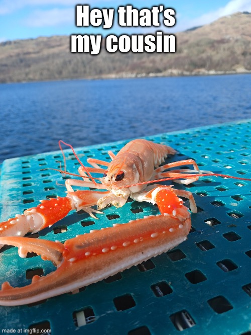 prawn | Hey that’s my cousin | image tagged in prawn | made w/ Imgflip meme maker
