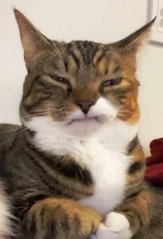 business cat Blank Meme Template