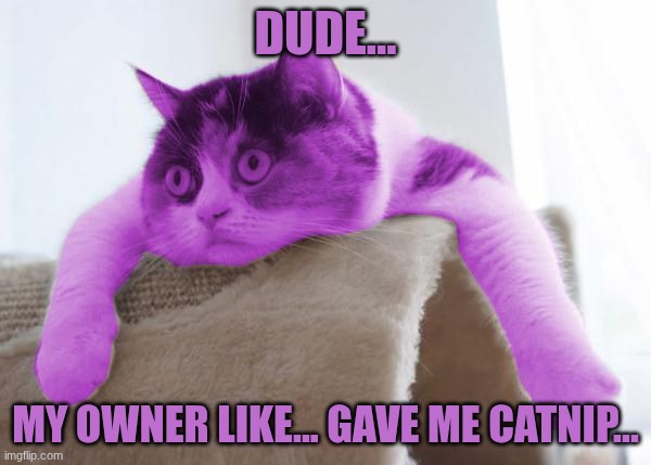 RayCat Stare | DUDE... MY OWNER LIKE... GAVE ME CATNIP... | image tagged in raycat stare | made w/ Imgflip meme maker