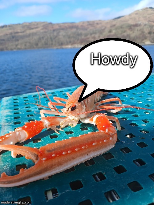 Speech bubble prawn | Howdy | image tagged in speech bubble prawn | made w/ Imgflip meme maker