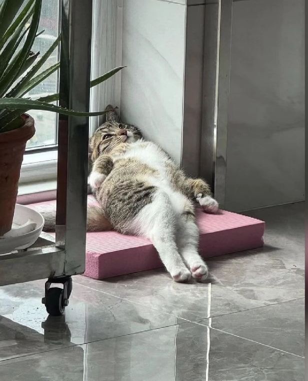 fml cat Blank Meme Template