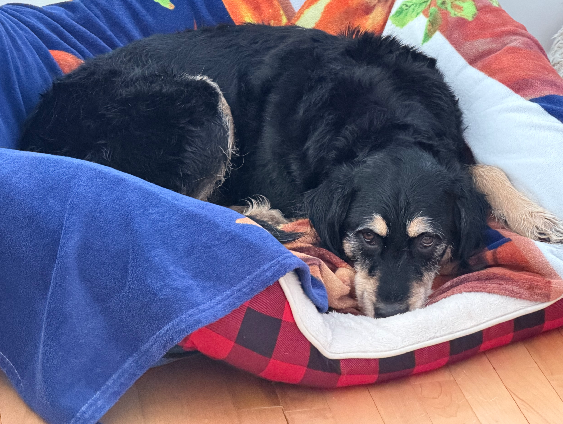 Angry dog Blank Meme Template