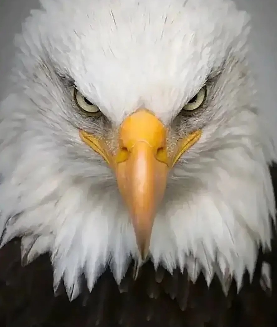 High Quality America Blank Meme Template