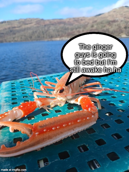 Speech bubble prawn | The ginger guys is going to bed but I’m still awake ha ha | image tagged in speech bubble prawn | made w/ Imgflip meme maker