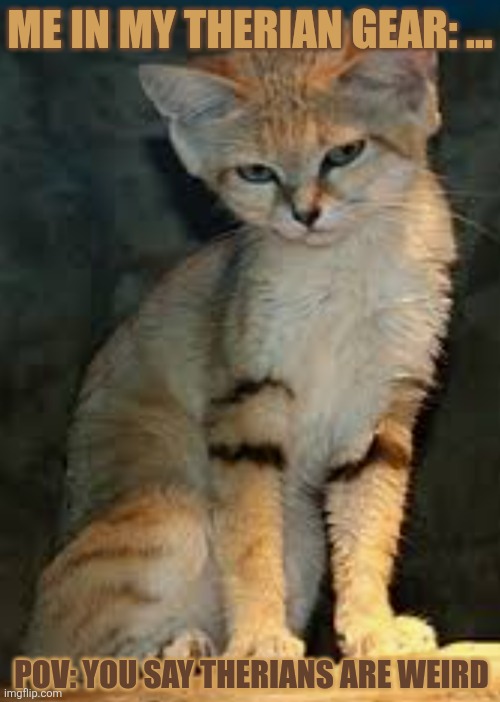 Sand Cat Theriotype | ME IN MY THERIAN GEAR: ... POV: YOU SAY THERIANS ARE WEIRD | image tagged in animals,furry | made w/ Imgflip meme maker