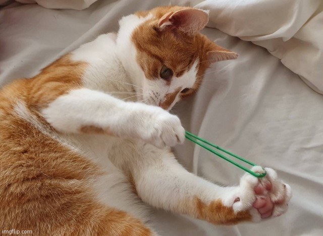 cat rubber band | image tagged in cat rubber band | made w/ Imgflip meme maker