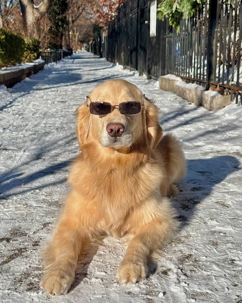 Sunglasses dog Blank Meme Template