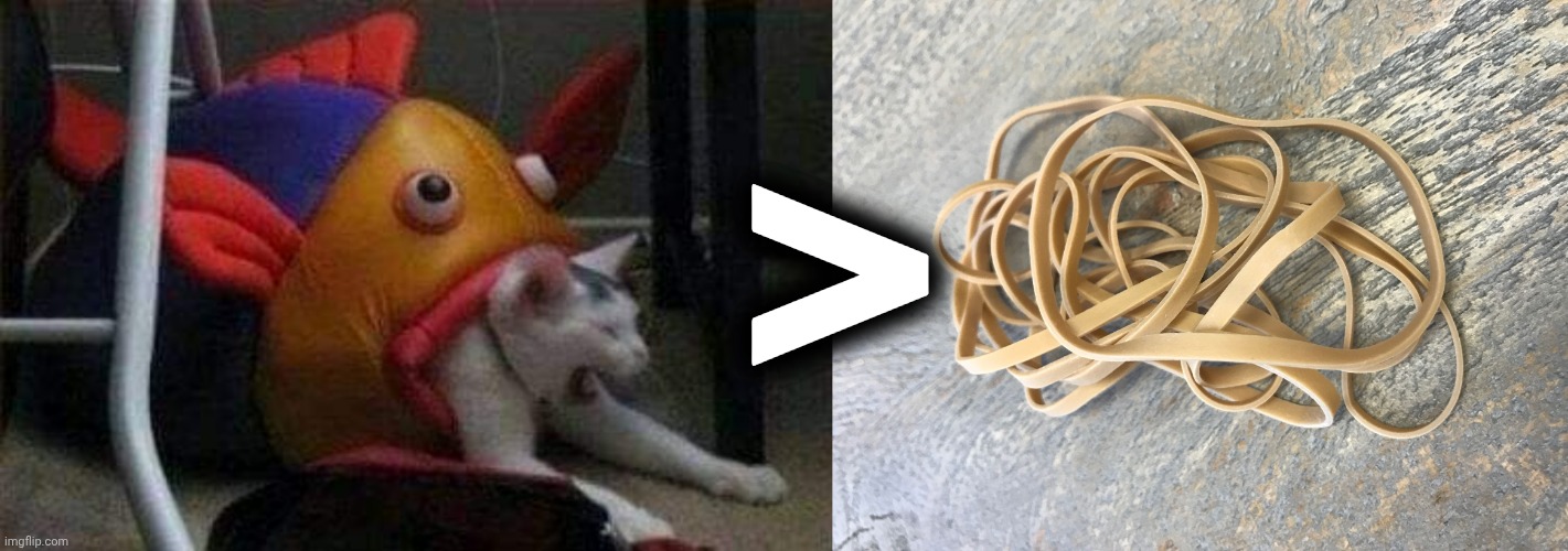 > | image tagged in cat eaten by play-fish,ten rubber bands | made w/ Imgflip meme maker