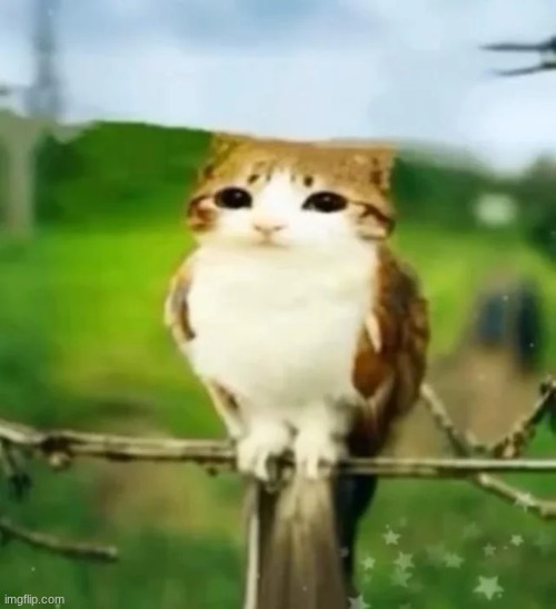 should I draw Brandon as a meowl? | made w/ Imgflip meme maker