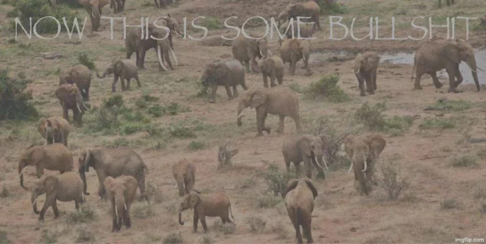 now this is some bs | image tagged in now this is some bs | made w/ Imgflip meme maker