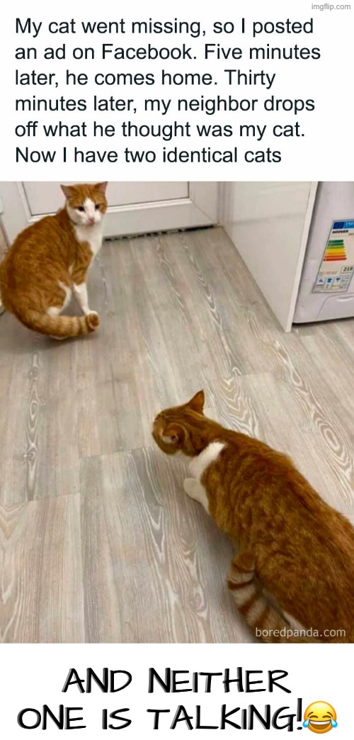And Neither One Is Talking | AND NEITHER ONE IS TALKING!😂 | image tagged in cats,funny cats,secrets,spoiled brats,we've been tricked,we are intellectually superior in every way | made w/ Imgflip meme maker