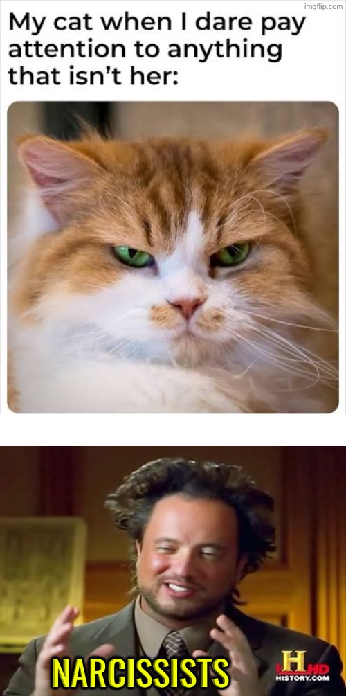 Narcissists | NARCISSISTS | image tagged in cats,funny cats,malignant narcissism,superior royalty,kill you cat,owned | made w/ Imgflip meme maker