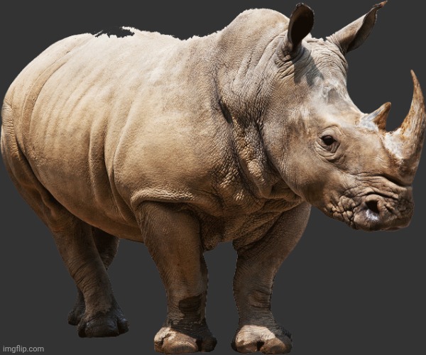 Rhino | image tagged in rhino | made w/ Imgflip meme maker