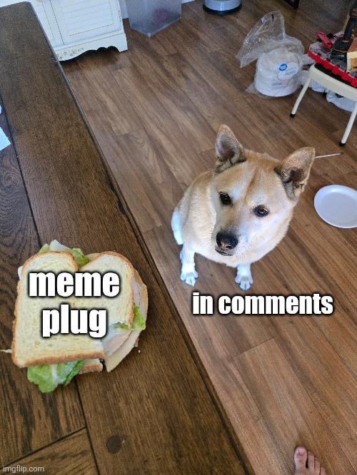 Look look memes look | in comments; meme plug | image tagged in memes,meme plug,plug,sandwich,dog,he can smell it | made w/ Imgflip meme maker