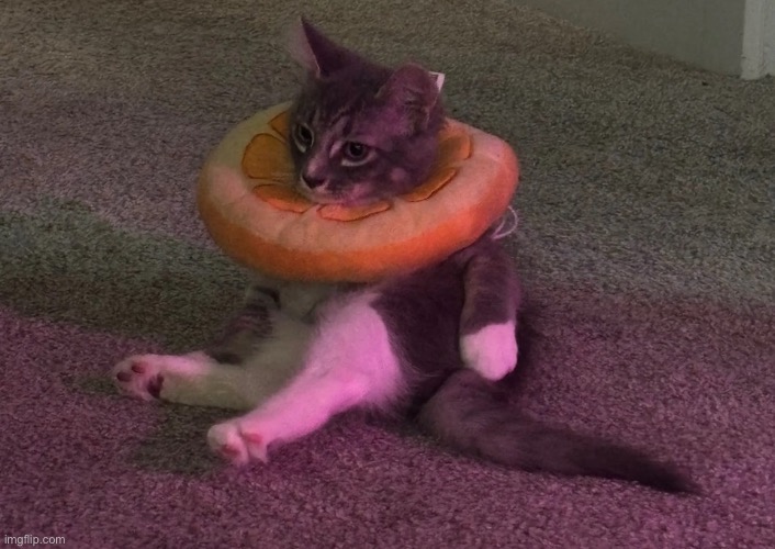 carange | image tagged in cat in an orange,msmg | made w/ Imgflip meme maker