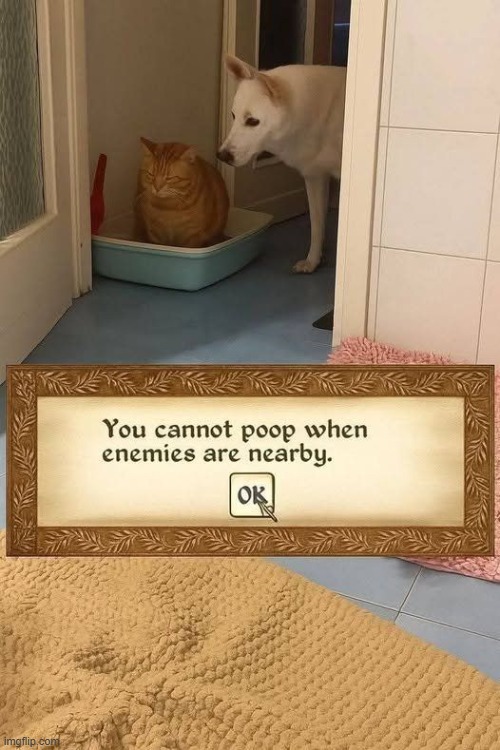 Image Title | image tagged in memes,funny,cats,dogs,pooping | made w/ Imgflip meme maker