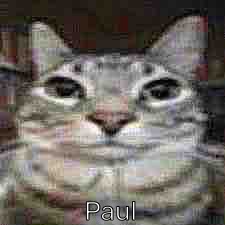 Paul (random late night post, converse in the comments) | Paul | made w/ Imgflip meme maker