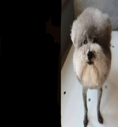 Statement Dog Blank Meme Template