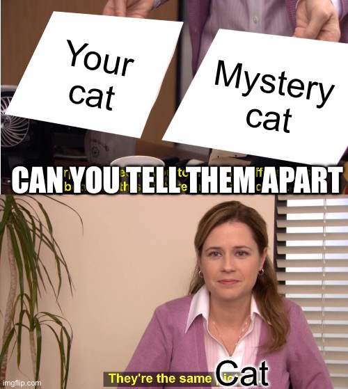 They're The Same Picture Meme | Your cat Mystery cat Cat CAN YOU TELL THEM APART | image tagged in memes,they're the same picture | made w/ Imgflip meme maker