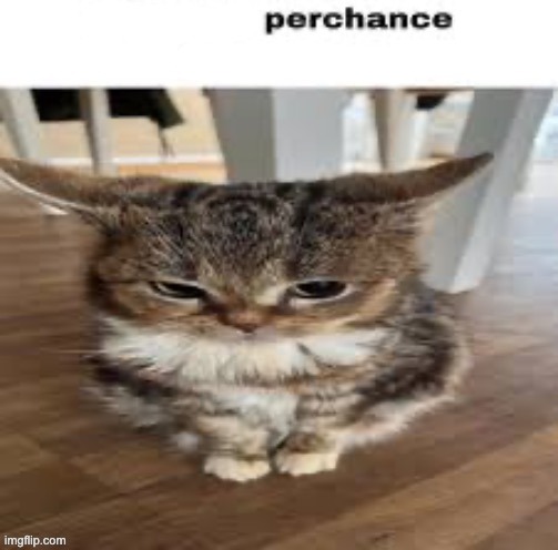 lets say perchance i touch you | image tagged in lets say perchance i touch you | made w/ Imgflip meme maker