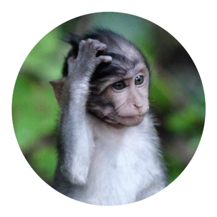 confused monkey Blank Meme Template