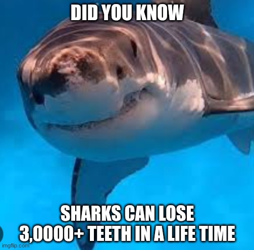 don't judge me, sharks to be my favorite animal, I know like everything about them | DID YOU KNOW; SHARKS CAN LOSE 3,0000+ TEETH IN A LIFE TIME | image tagged in shark,sharks,fun fact | made w/ Imgflip meme maker
