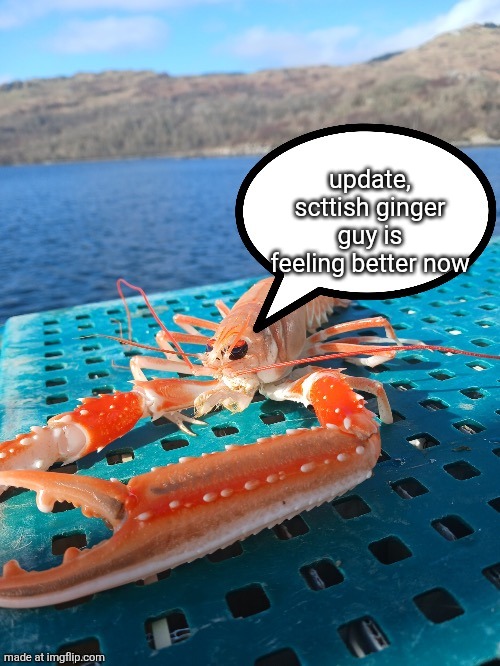 Speech bubble prawn | update, scttish ginger guy is feeling better now | image tagged in speech bubble prawn | made w/ Imgflip meme maker
