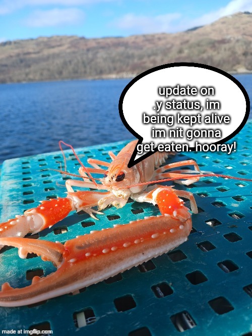 Speech bubble prawn | update on .y status, im being kept alive im nit gonna get eaten. hooray! | image tagged in speech bubble prawn | made w/ Imgflip meme maker